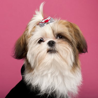 shih Tzu, 5 ay eski pembe bir arka plan yakın çekim