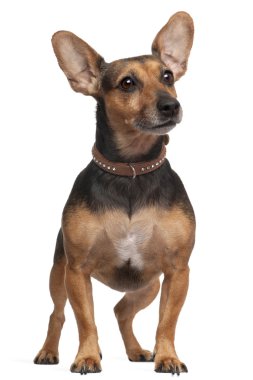 Mixed-breed dog, 5 years old, standing in front of white backgro clipart