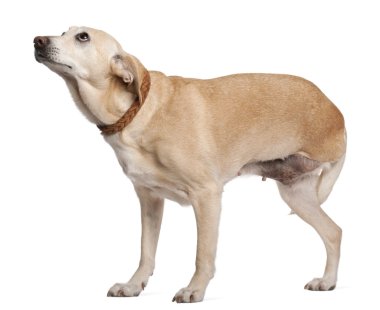 Three legged mixed-breed dog, 11 years old, standing in front of clipart