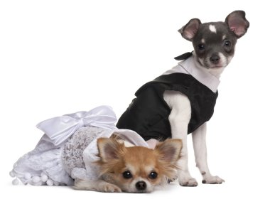 Two Chihuahuas dressed-up in front of white background clipart