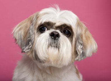 shih Tzu, 8 yaşında bir çocuk, pembe bir arka plan yakın çekim