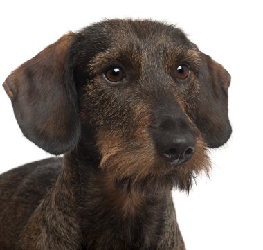 dachshund, 2 yıl yaşlı, beyaz arka plan yakın çekim