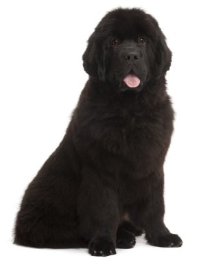 Newfoundland köpek yavrusu, 5 ay yaşlı, beyaz arka oturan