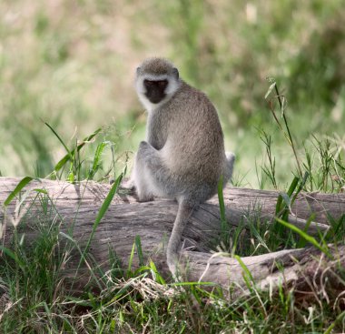 Vervet Monkey, Chlorocebus pygerythrus, in Serengeti National Pa clipart