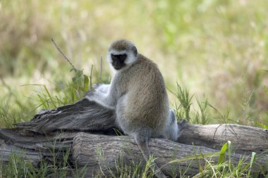 Vervet maymun, serengeti Ulusal PA chlorocebus pygerythrus