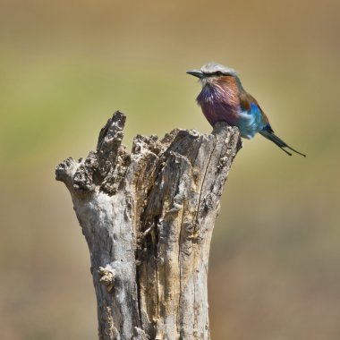 -Leylak göğüslü makara içinde serengeti Ulusal coracias uzunkuyruk