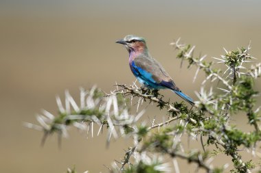 -Leylak göğüslü makara içinde serengeti Ulusal coracias uzunkuyruk