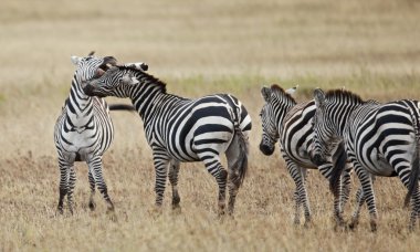 Zebra serengeti Milli Parkı, Tanzanya, Afrika