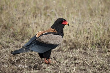 Bateleur, Terathopius ecaudatus, in Serengeti National Park of T clipart