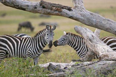 Zebra serengeti Milli Parkı, Tanzanya, Afrika