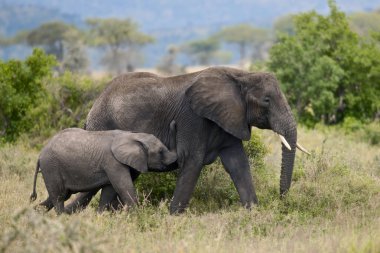 Serengeti Ulusal Parkı, Tanzanya, Afrika 'daki filler