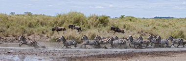 Zebra crossing a river in Serengeti National Park, Tanzania, Afr clipart