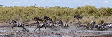 Zebra geçerken bir nehirde serengeti Milli Parkı, Tanzanya, afr