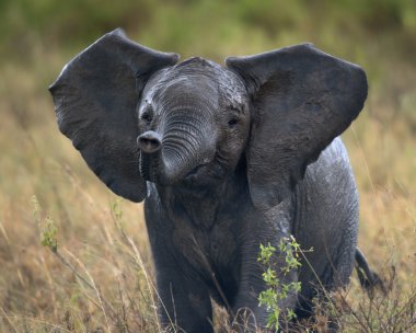 African elephant in Serengeti National Park, Tanzania, Africa, after the rain clipart
