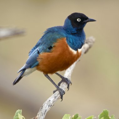 Süper starling, lamprotornis superbus, serengeti Ulusal PA