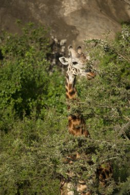 zürafa, serengeti Milli Parkı, Tanzanya, Afrika