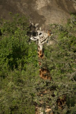 zürafa, serengeti Milli Parkı, Tanzanya, Afrika