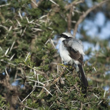 gri destekli mali, kuşu excubitoroides, serengeti Milli Parkı, Tanzanya, Afrika