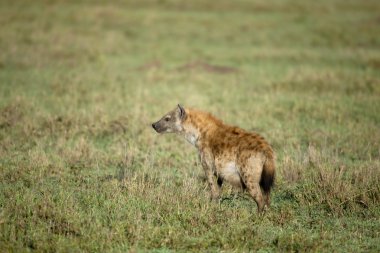 sırtlan, serengeti Milli Parkı, Tanzanya, Afrika