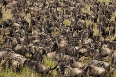 serengeti Ulusal Parkı, Tanzanya, Afrika, antilop sürüsü