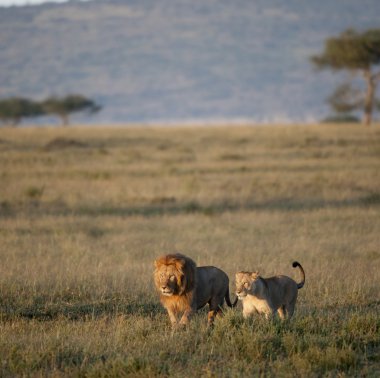 Aslan ve aslan, serengeti Milli Parkı, Tanzanya, Afrika