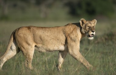 dişi aslan, serengeti Milli Parkı, Tanzanya, Afrika
