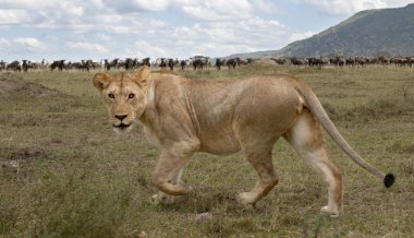 dişi aslan ve serengeti Milli Parkı, Tanzanya, Afrika, antilop sürüsü