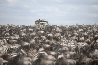 Tourists watching large herd of wildebeest and zebras at the Serengeti National Park, Tanzania, Africa clipart