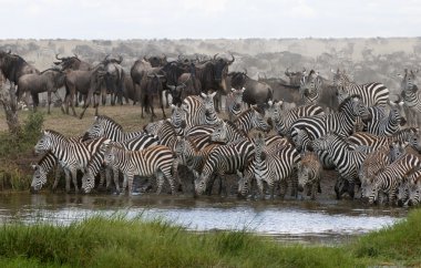 Zebras drinking at the Serengeti National Park, Tanzania, Africa clipart