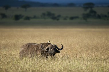 serengeti Ulusal Parkı, Tanzanya, Afrika buffalo