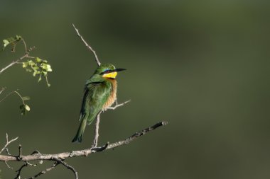 Tarçın göğüslü arı kuşugiller, serengeti Milli Parkı, Tanzanya, Afrika, arı kuşu oreobates