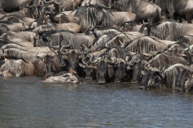 otlarlar, serengeti Milli Parkı, Tanzanya, Afrika