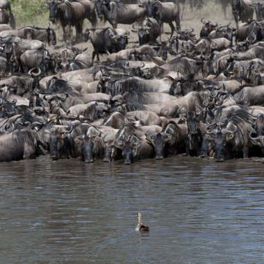 otlarlar, serengeti Milli Parkı, Tanzanya, Afrika