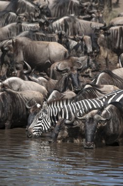 Wildebeest and Zebras at the Serengeti National Park, Tanzania, Africa clipart