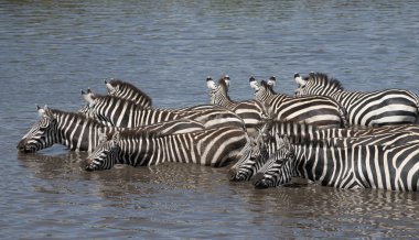 Zebras at the Serengeti National Park, Tanzania, Africa clipart