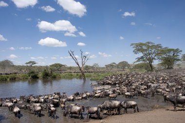 Zebralar ve antilop, serengeti Milli Parkı, Tanzanya, Afrika