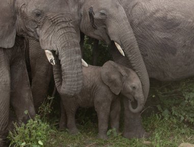 Filler, serengeti Milli Parkı, Tanzanya, Afrika