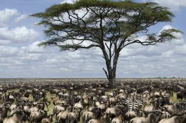 Herd of wildebeest migrating in Serengeti National Park, Tanzania, Africa clipart