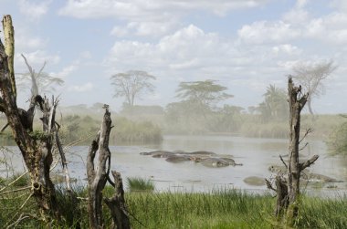 Suaygırları nehir serengeti Milli Parkı, Tanzanya, Afrika