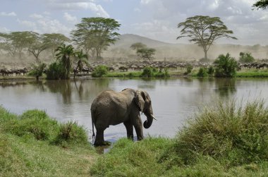 Elephant in river in Serengeti National Park, Tanzania, Africa clipart