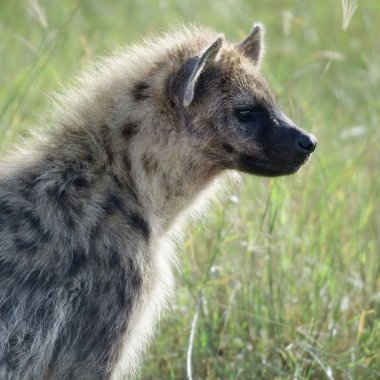 sırtlan serengeti Milli Parkı, Tanzanya, Afrika