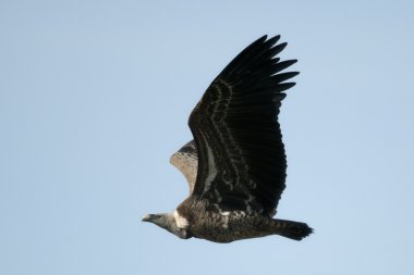 Ak sırtlı akbabası uçan Serengeti Milli Parkı, Tanzanya, Afrika