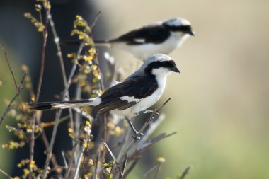 gri destekli mali, kuşu excubitoroides, serengeti Milli Parkı, Tanzanya, Afrika