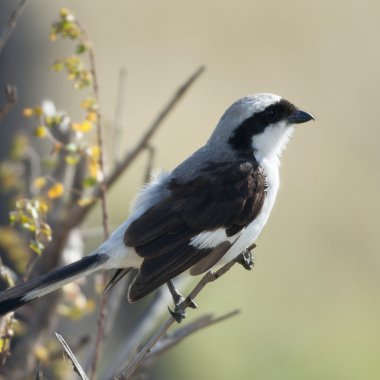 Grey-backed Fiscal, Lanius excubitoroides, in Serengeti National Park, Tanzania, Africa clipart