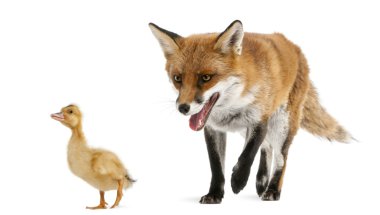 Red Fox, Vulpes vulpes, 4 years old, playing with a domestic duckling in front of white background clipart