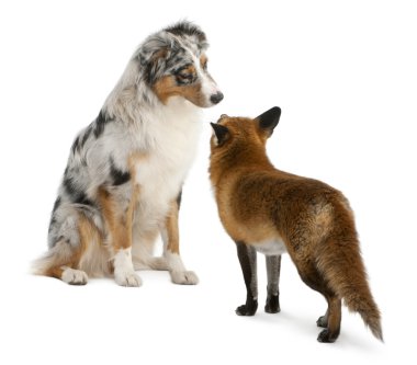 Red Fox, Vulpes vulpes, 4 years old, playing with Australian Shepherd dog in front of white background clipart