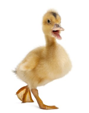 Domestic duckling standing in front of white background clipart