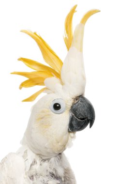 Close-up of Sulphur-crested Cockatoo, Cacatua galerita, in front of white background clipart