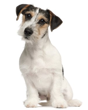 Jack Russell Terrier puppy, 5 months old, sitting in front of white background clipart