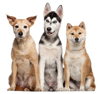 Mixed breed dog, 9 years old, Shiba Inu, 2 years old, and Siberian Husky puppy, 4 months old, sitting in front of white background clipart